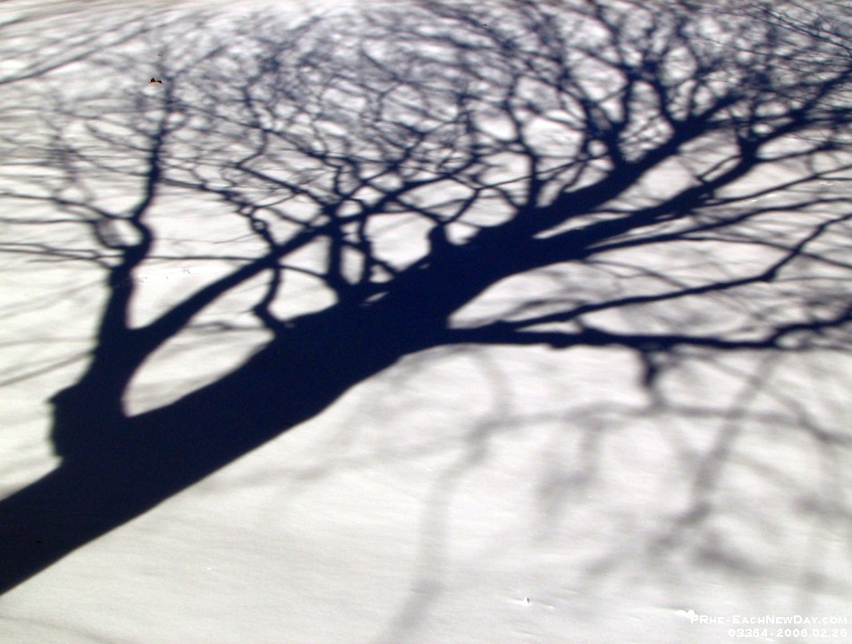 03364cl - Snowtree in the back yard